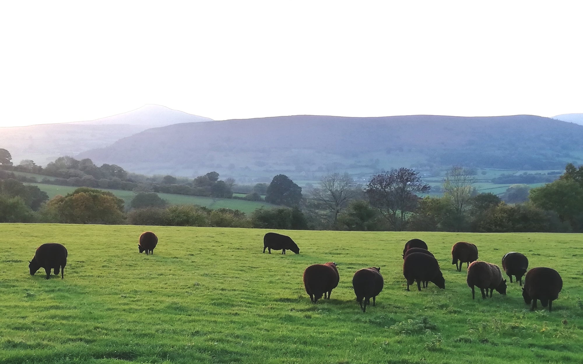 Black Welsh Mountain