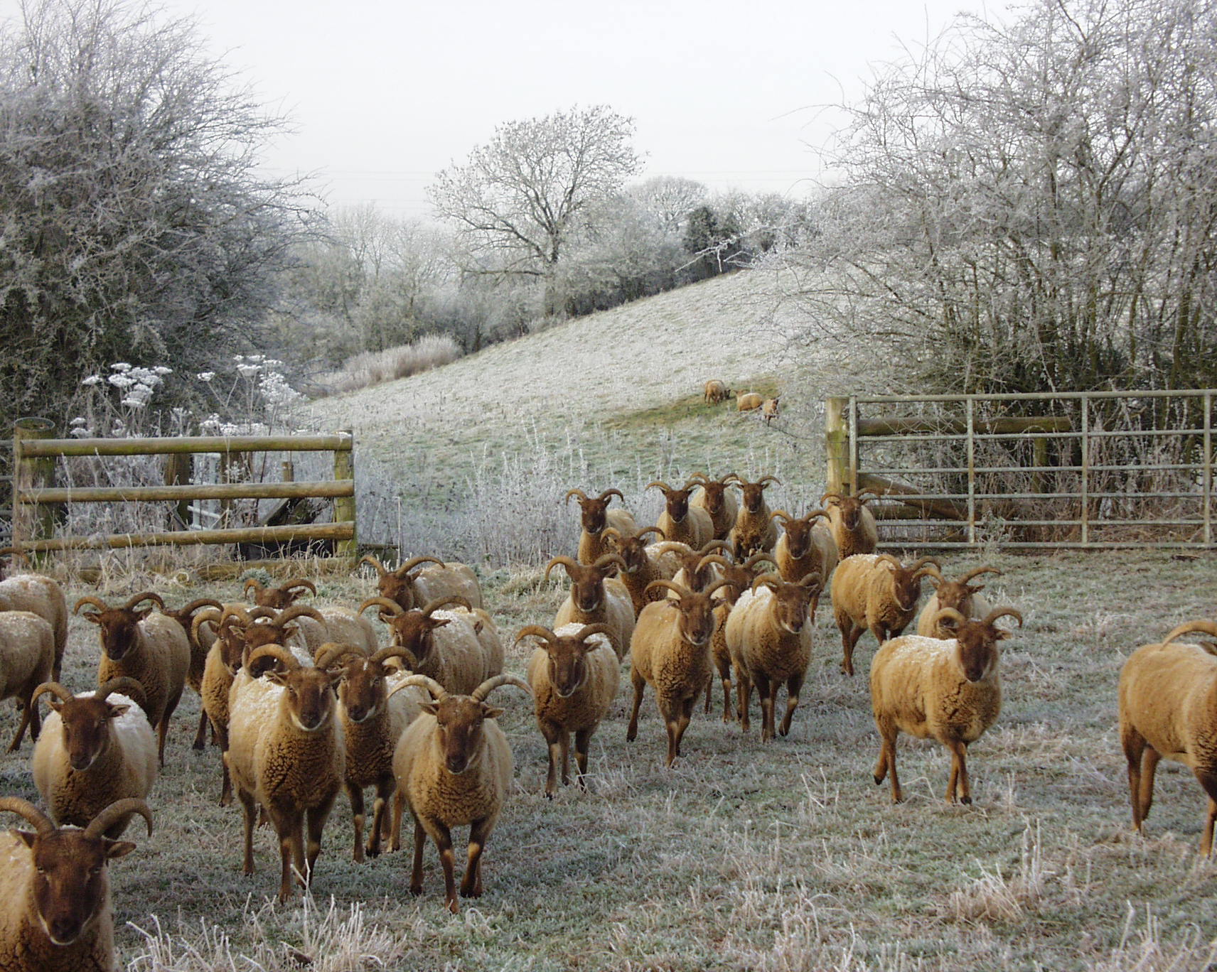 Castlemilk Moorit