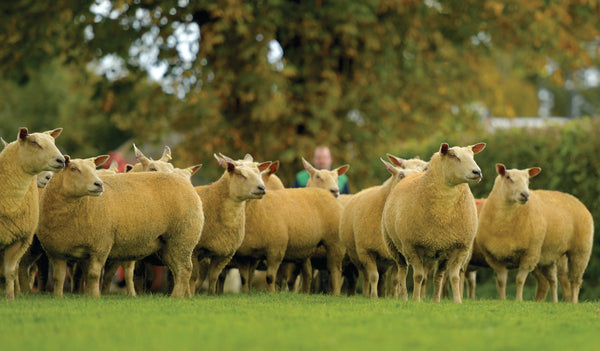 UK Sheep Breeds - Heritage Sheep Reproduction