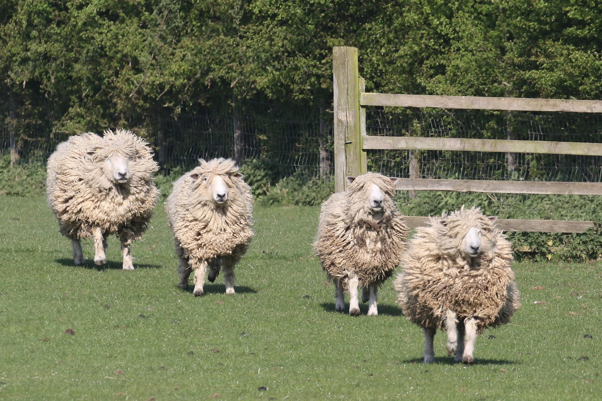 Leicester Longwool