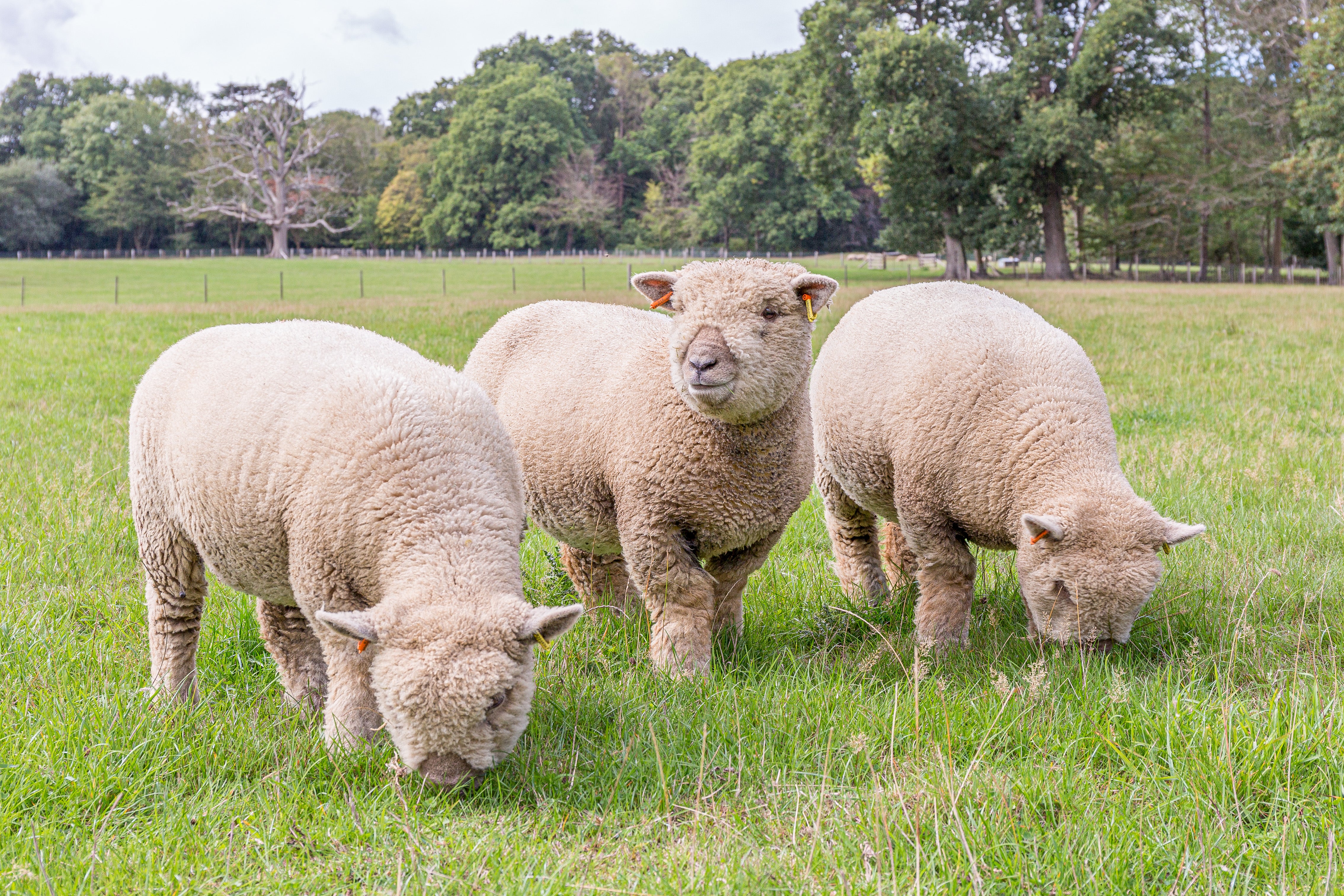 Southdown - Heritage Sheep Reproduction
