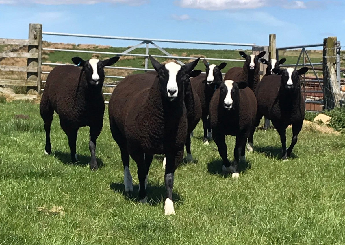 Zwartbles