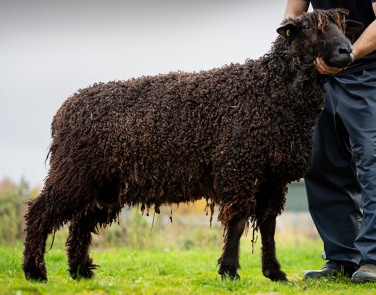 Wensleydale (black) "West End 1626B" 694/23/1626B (UK0107504-01626) - semen collected & ready for Spring 2026 importation