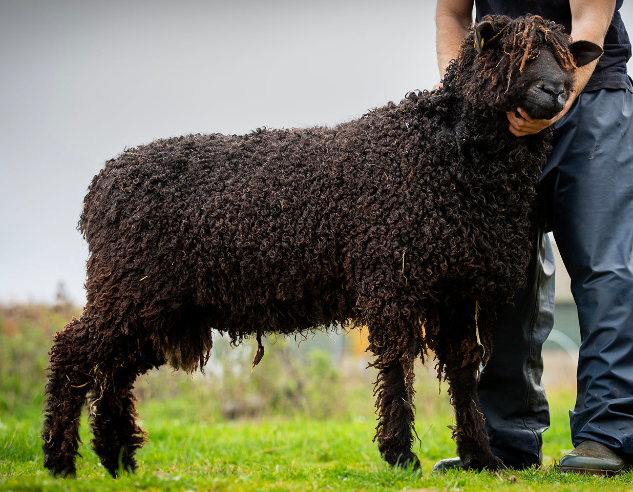 Wensleydale (black) "West End 1624B" 694/23/1624B (UK0107504-01624) - semen collected & ready for Spring 2026 importation