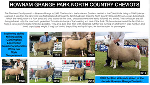 North Country Cheviot "Hownam Grange Clynelish" 0501C22741 (UK0561972-22741) - in UK/AI Centre for early 2024 import