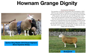 North Country Cheviot "Hownam Grange Dignity" 0501D24619 (UK0561972-24619) - in UK/AI Centre for early 2024 import