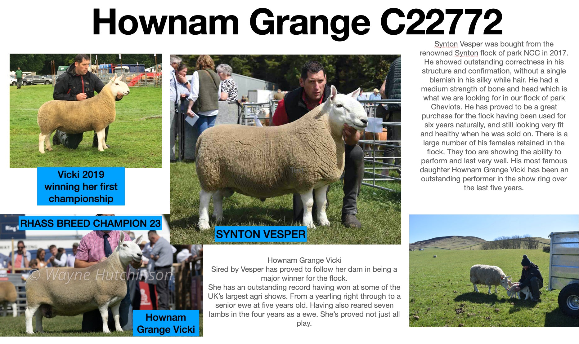 North Country Cheviot "Hownam Grange C 22772" 0501C22772 (UK0561972-22772) - in UK/AI Centre for early 2024 import