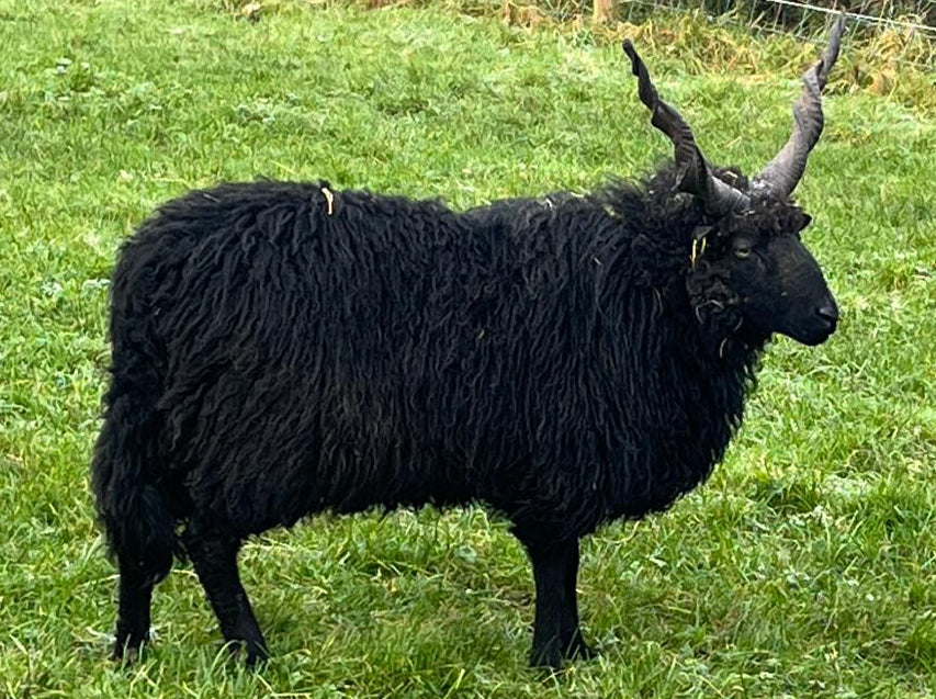 Racka "Aldbrough Jacob" ZUK0183BB (HU1110022400) - in UK/AI Centre semen collection for late Fall 2025 importation