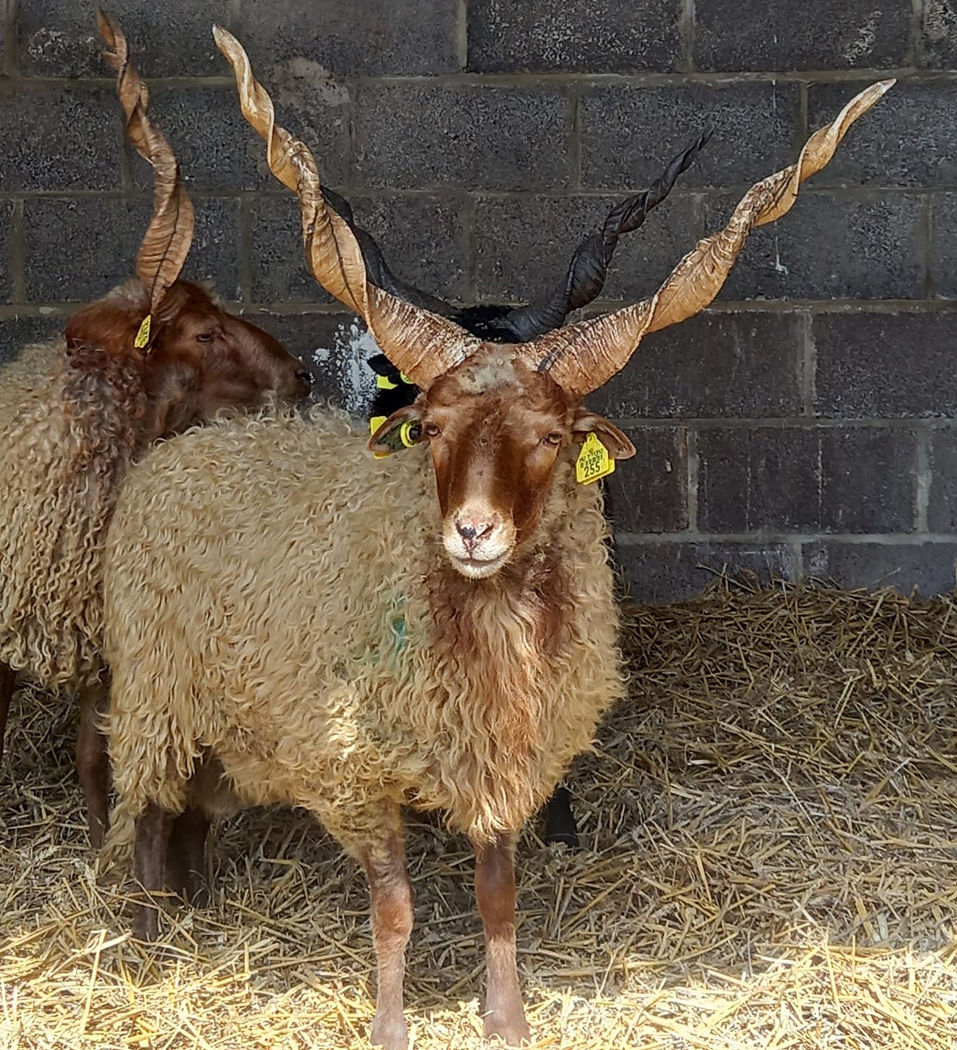 Racka "Aldbrough Jellybaby" ZUK0182CB (HU111350255) - in UK/AI Centre semen collection for Spring 2026 importation