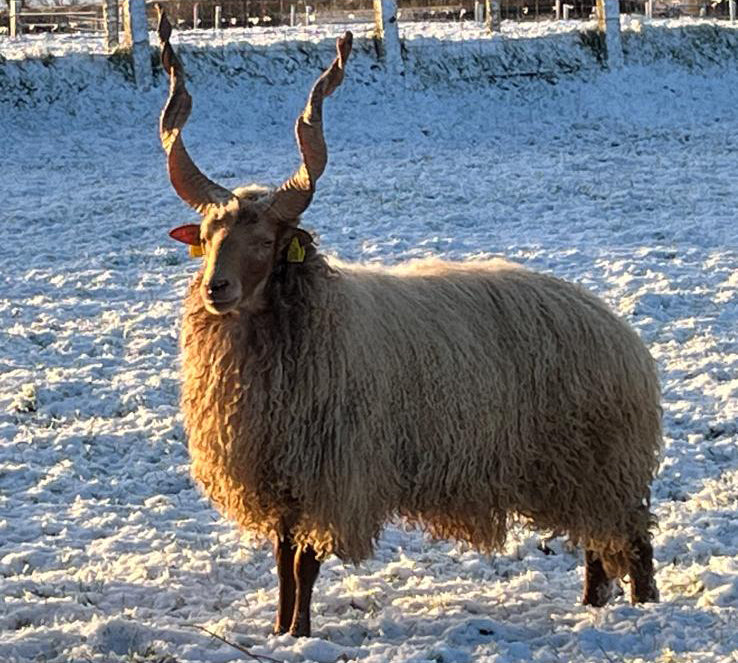 Racka "Aldbrough Smartie" ZUK0185CB (HU1110022416) - in UK/AI Centre semen collection for Spring 2026 importation