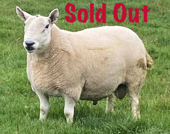 North Country Cheviot [Park Type] "Allanshaws XR3" 0411X14189 (UK0562084-14189) [13174] - Tank #4 - Semen imported into USA - Sold Out