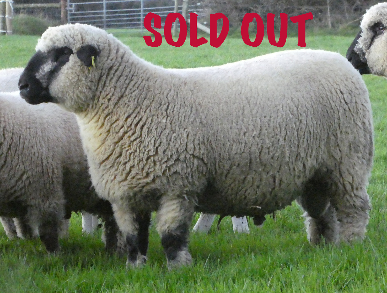 Hampshire Down "Ballycreelly 007" 54S1700875 (UK1790129-00875) - Tank #7 - Semen Imported into USA - Sold Out