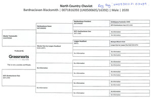 North Country Cheviot [Park Type] "Bardnaclavan Blacksmith" 0071B16392 (UK0500605-16392) (Re-Tag UK0530071-03459) - NEW for late 2024 semen collection & early 2025 importation