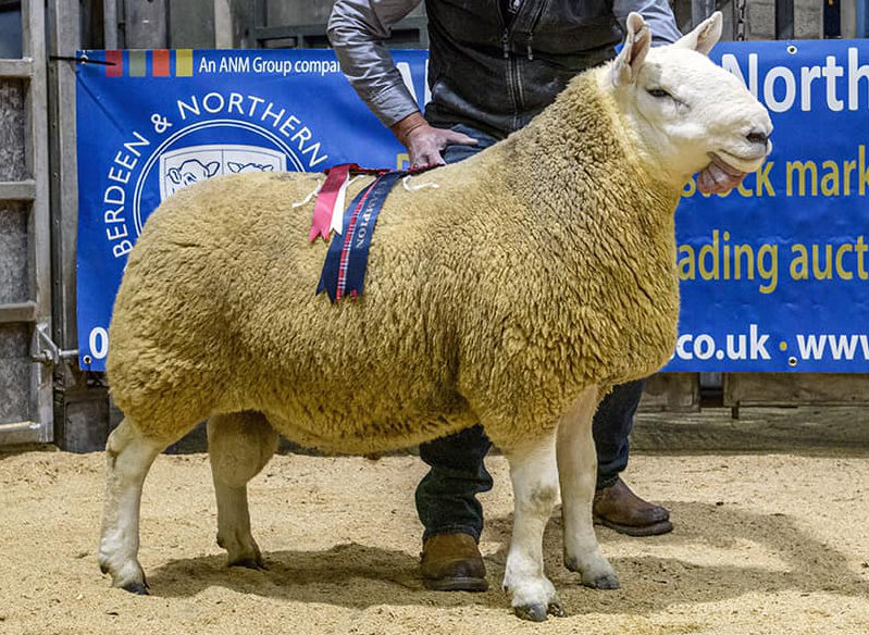 North Country Cheviot [Park Type] "Bardnaclavan Blacksmith" 0071B16392 (Re-Tag UK0530071-03459) (OLD UK0500605-16392) - semen collected & ready for early Spring 2026 importation