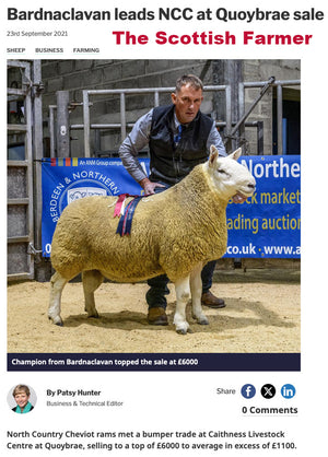 North Country Cheviot [Park Type] "Bardnaclavan Blacksmith" 0071B16392 (UK0500605-16392) (Re-Tag UK0530071-03459) - NEW for late 2024 semen collection & early 2025 importation