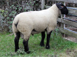 Suffolk "Bentley 07334" (UK0201020-07334) - in UK/AI Centre semen collection for Spring 2026 importation