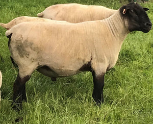 Suffolk "Bentley 07089" (UK0201020-07089) - in UK/AI Centre semen collection for Spring 2026 importation