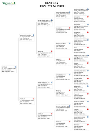 Suffolk "Bentley 07089" (UK0201020-07089) - in UK/AI Centre semen collection for Spring 2026 importation