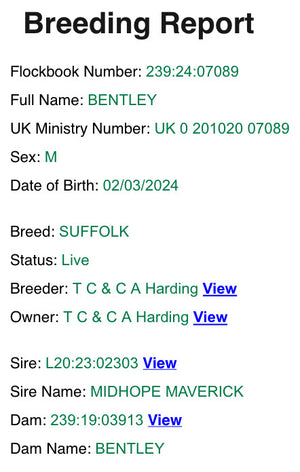 Suffolk "Bentley 07089" (UK0201020-07089) - in UK/AI Centre semen collection for Spring 2026 importation
