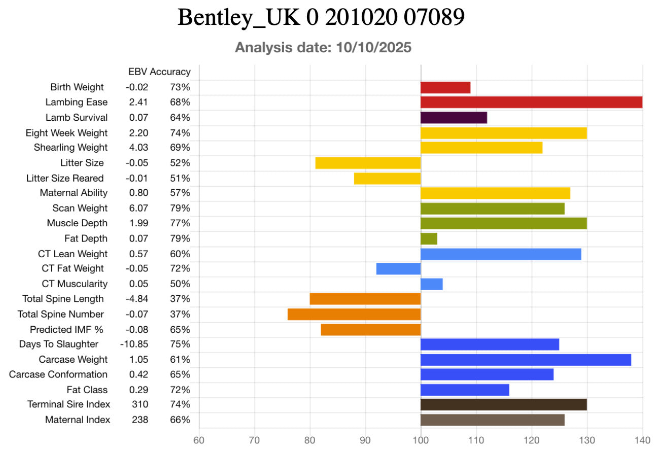 Suffolk "Bentley 07089" (UK0201020-07089) - in UK/AI Centre semen collection for Spring 2026 importation