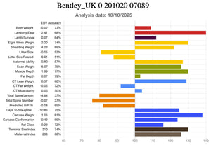 Suffolk "Bentley 07089" (UK0201020-07089) - in UK/AI Centre semen collection for Spring 2026 importation