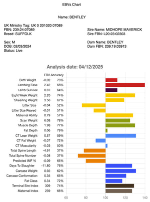 Suffolk "Bentley 07089" (UK0201020-07089) - in UK/AI Centre semen collection for Spring 2026 importation