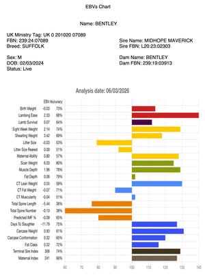 Suffolk "Bentley 07089" (UK0201020-07089) - semen collected & ready for Summer 2026 importation