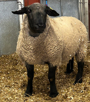 Suffolk "Bentley 07089" (UK0201020-07089) - semen collected & ready for Summer 2026 importation