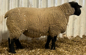 Suffolk "Bentley 07089" (UK0201020-07089) - semen collected & ready for Summer 2026 importation