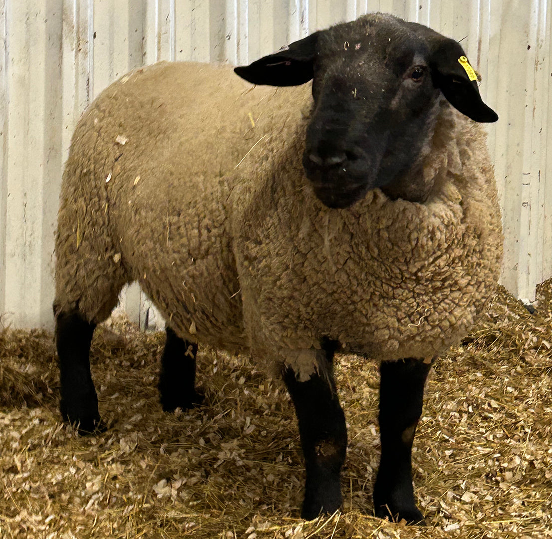 Suffolk "Bentley 07089" (UK0201020-07089) - semen collected & ready for Summer 2026 importation