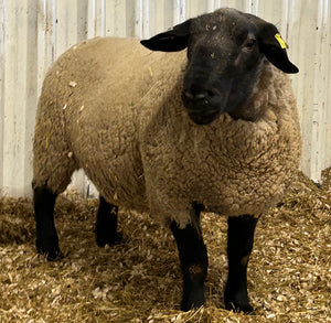 Suffolk "Bentley 07089" (UK0201020-07089) - semen collected & ready for Summer 2026 importation