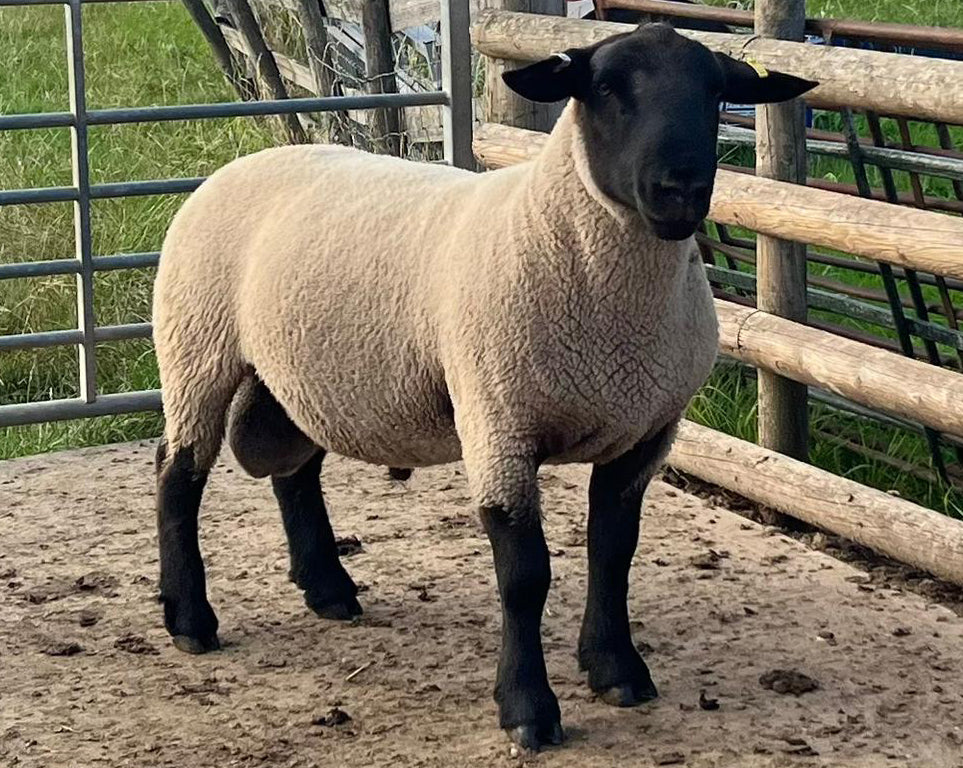 Suffolk "Bentley 07089" (UK0201020-07089) - in UK/AI Centre semen collection for Spring 2026 importation