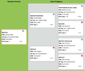 Suffolk "Bentley 07089" (UK0201020-07089) - in UK/AI Centre semen collection for Spring 2026 importation