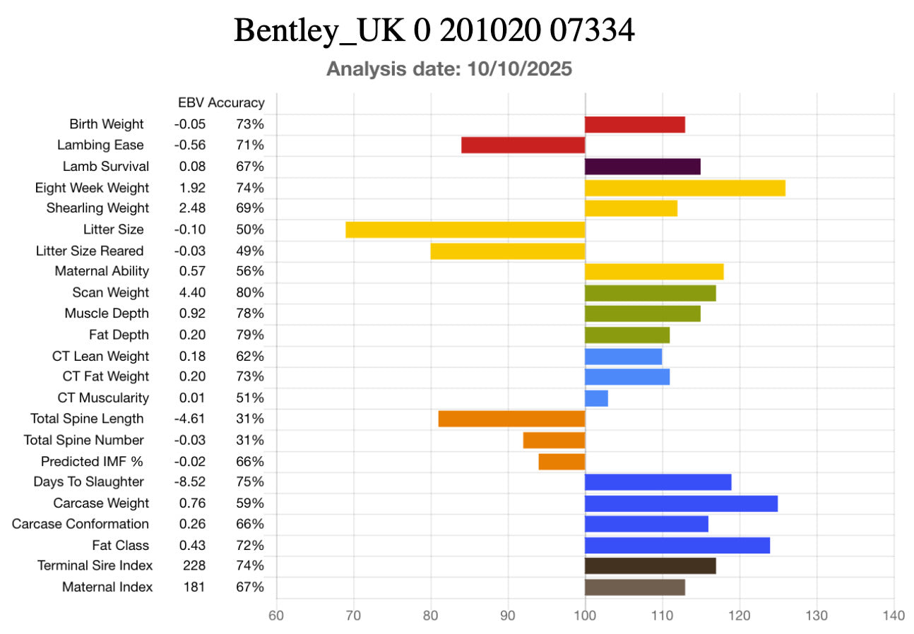 Suffolk "Bentley 07334" (UK0201020-07334) - in UK/AI Centre semen collection for Spring 2026 importation