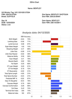 Suffolk "Bentley 07334" (UK0201020-07334) - in UK/AI Centre semen collection for Spring 2026 importation