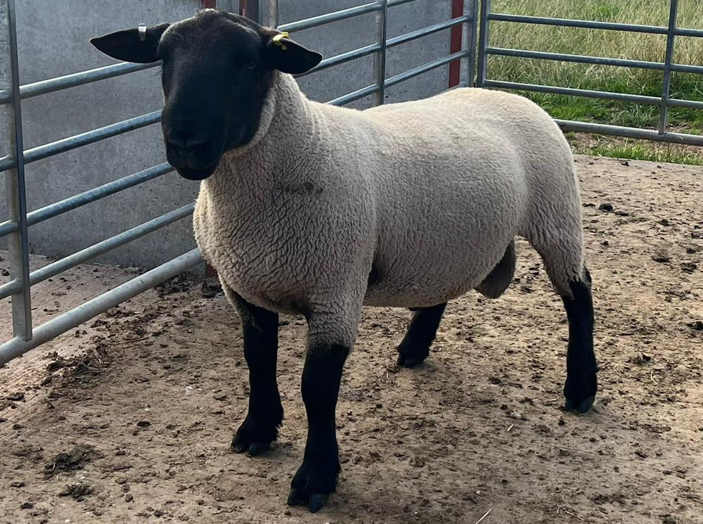 Suffolk "Bentley 07334" (UK0201020-07334) - in UK/AI Centre semen collection for Spring 2026 importation