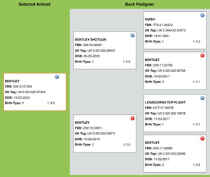 Suffolk "Bentley 07334" (UK0201020-07334) - in UK/AI Centre semen collection for Spring 2026 importation