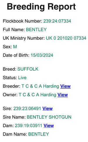Suffolk "Bentley 07334" (UK0201020-07334) - in UK/AI Centre semen collection for Spring 2026 importation