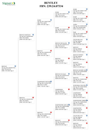 Suffolk "Bentley 07334" (UK0201020-07334) - in UK/AI Centre semen collection for Spring 2026 importation