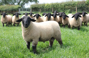 Suffolk "Bentley 07334" (UK0201020-07334) - in UK/AI Centre semen collection for Spring 2026 importation