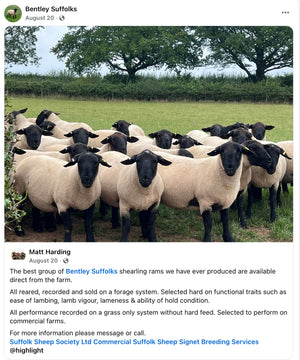 Suffolk "Bentley 07089" (UK0201020-07089) - in UK/AI Centre semen collection for Spring 2026 importation