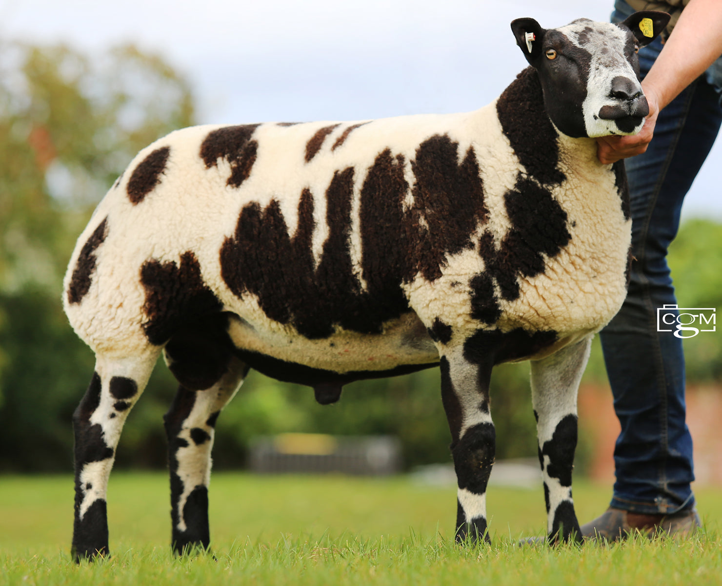 Dutch Spotted "Boyo Easy On The Eye" 163/E00852 (UK0310443-00852) - Tank #7 - Semen Imported into USA