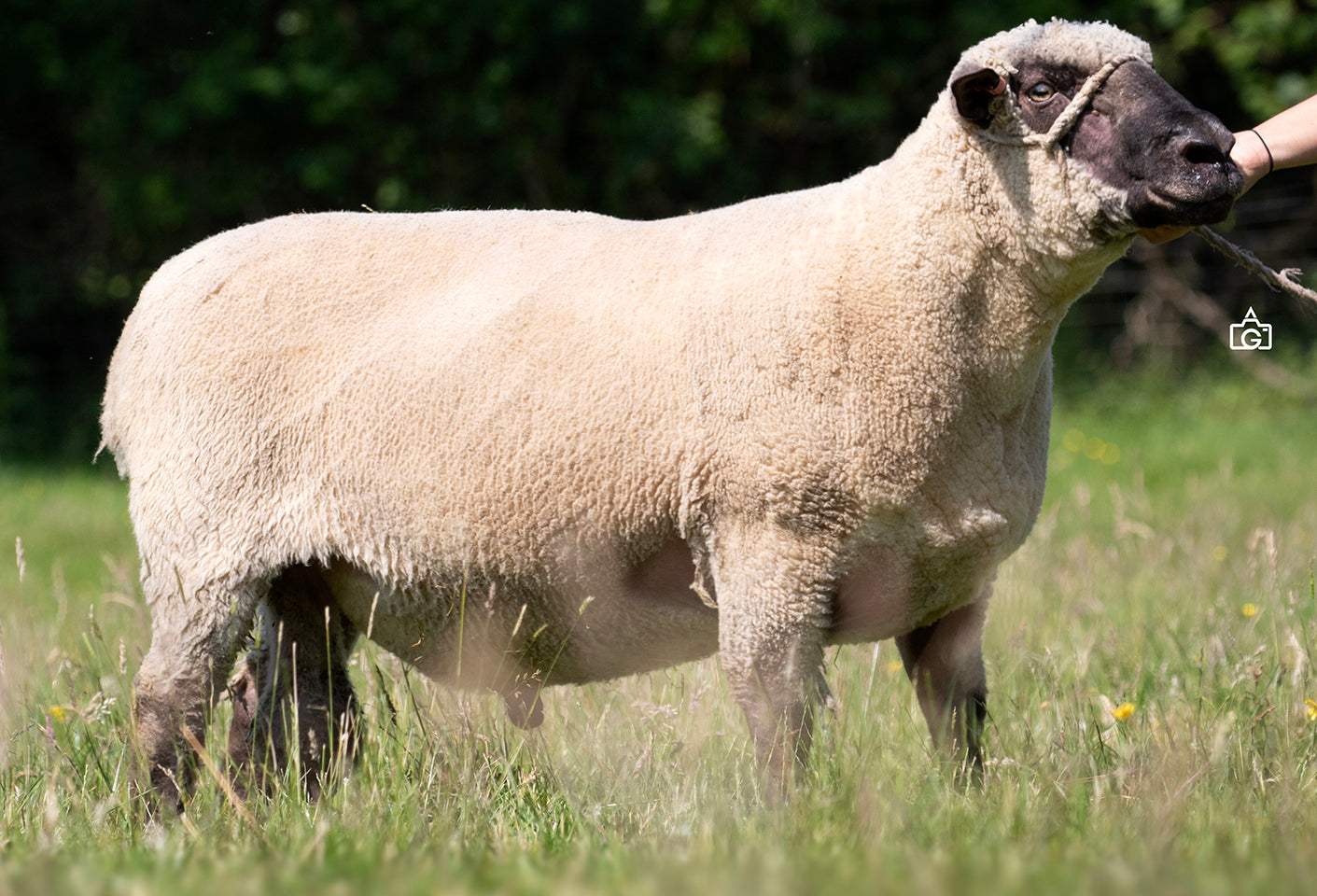 Shropshire "Brereton Torry" 2936 (UK0160631-00739) - Tank #11 - Semen Imported into USA