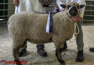 Shropshire "Brereton Torry" 2936 (UK0160631-00739) - Tank #11 - Semen Imported into USA