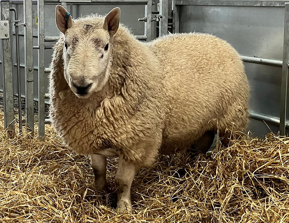 North Country Cheviot [Park Type] 