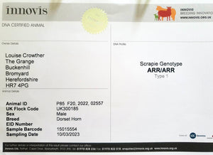 Dorset (Horned) "Buckenhill 015580/F020" (UK0300185-02557) - in UK/AI Centre for Fall 2023 import