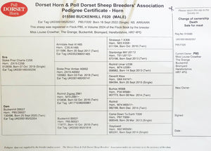 Dorset (Horned) "Buckenhill 015580/F020" (UK0300185-02557) - in UK/AI Centre for early 2024 import