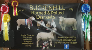 Dorset (Horned) "Buckenhill 015580/F020" (UK0300185-02557) - in UK/AI Centre for Fall 2023 import
