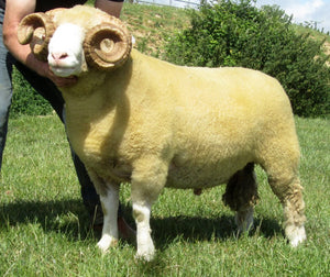 Dorset (Horned) "Burhos E1640" (UK0390319-01640) - in UK/AI Centre for Fall 2023 import