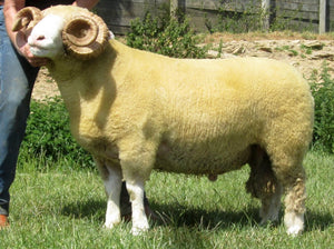 Dorset (Horned) "Burhos E1640" (UK0390319-01640) - in UK/AI Centre for Fall 2023 import